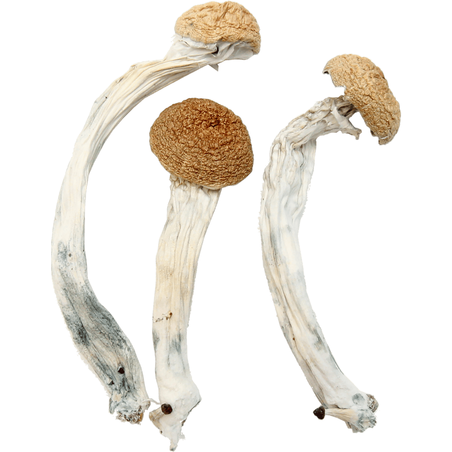 Hillbilly Magic Mushroom - Image 2