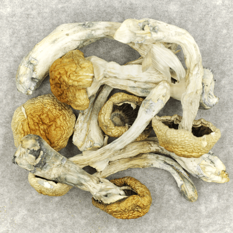 Chitwan Nepal - Image 2