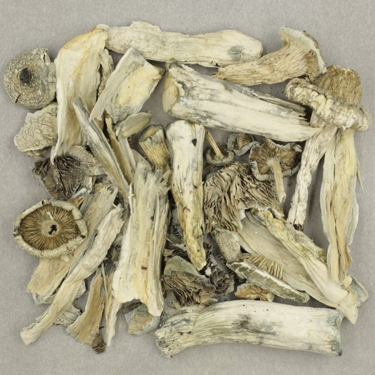 White Rabbit - Image 2